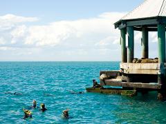 Snorkel with the Seals at Popes Eye